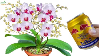 One cup per month, any orchid will bloom continuously without stopping.