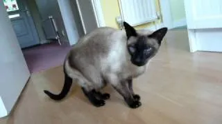 Siamese cat talking - very cute