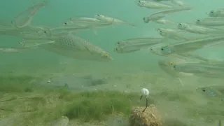 Ловля пиленгаса (пеленгаса или пелингаса) на флэт. Снова смотрю под воду.  Бердянск Азовское море