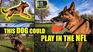 THIS DOG COULD PLAY IN THE NFL | GoPro Hero 10 + MAX
