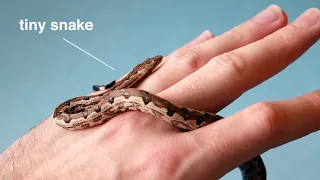 My Solomon Island Ground Boa - Candoia are cool