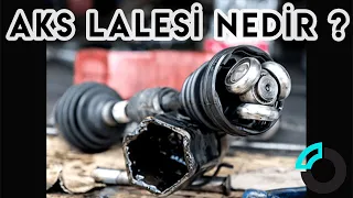 Aks Lalesi Nedir, Ne İşe Yarar - Yedek Parça 101