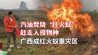 Guangxi hit by red ant plague; man torches nest with gas.