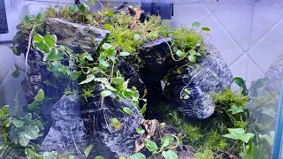 HOW TO MAKE NATURAL TERRARIUM FOR ASIAN FOREST SCORPION