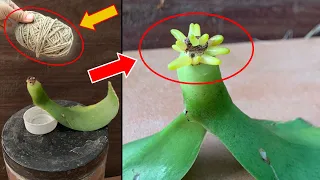 The mystery behind the root growth speed of orchid leaves that few people know