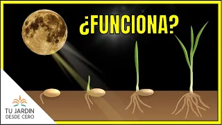 🌕🌗🌑🌓 ¿Cultivar con las FASES de la LUNA? | ¿Influye la luna en el crecimiento de las plantas?