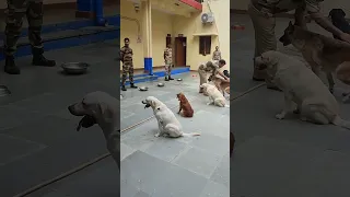 CISF Dog Squad feeding routine. #cisf #dmrc #army #veterinary #veteran #vetmad