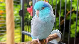 Parrot TV 📺 Bird Nature Sounds 🌺🌴 Parrotlet Forpus Papağanı Sesi นกฟอพัส マメルリハ