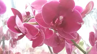 1ч. Орхидеи 🌼🌿 в ОБИ 🥀🌿 тц Фантастика (05.03.2021)