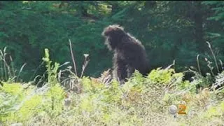 Mysterious Footprints Lead Couple To Call Bigfoot Hunters