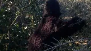 Bigfoot Found! Raw Footage!