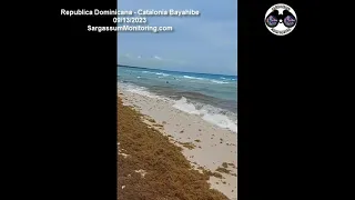 2023 Sargazo  - Republica Dominicana - Catalonia Bayahibe