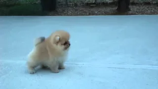 AKC Pomeranian Puppy - Benjamin at 8 weeks old