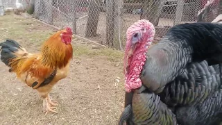 Bold Chicken vs Giant Turkey