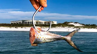 What Will This MONSTROUS BAIT Catch?!? (NEW SPECIES!)