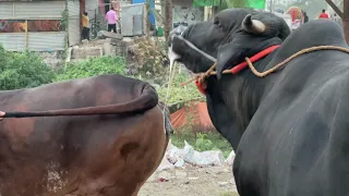 Cow Mating : An Unsuccessful Attempt | Exclusive Bulls Of Bangladesh