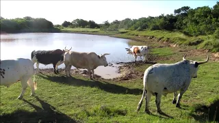 Nguni Oxen, 2011