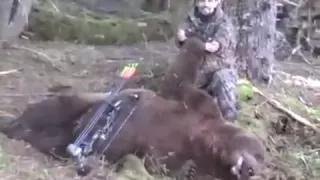 Archery Brown Bear Hunt