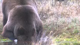 Grizzly Eating Buffalo