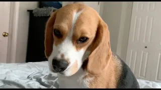 How my beagle wakes me up