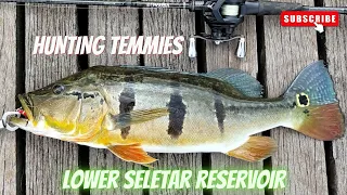 Episode 10:  Hunting Temensis Peacock Bass ft @Theboywhofishhh | Lower Seletar Reservoir |
