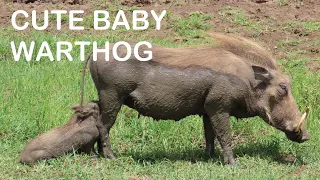 Adorable Baby Warthog holding on tight to Mom for a meal in Kruger National Park