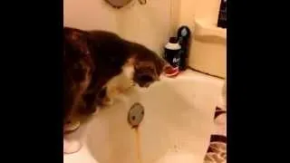 Смешные кошки.  Подборка Vine.  Funny cats.  Vine  compilation