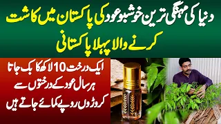 Mehngi Tareen Khushboo Oud Ki Kasht Karne Wala Pehla Pakistani - Ek Tree 10 Lakh Ka Sale Ho Jata Ha