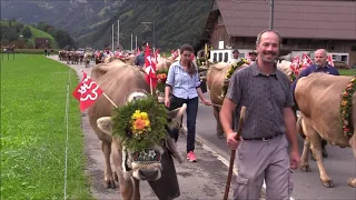 Alpabfahrt Arni Halten, Engelberg - Rotzberg, Ennetmoos 28.09.2019