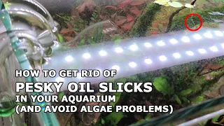 HOW TO Remove Oil From Your Aquarium (SUNSUN Surface Skimmer JY-02)