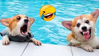 Funniest Animal Videos 2022 😁 - Funny Dogs And Cats Videos 🥰😺