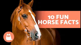 10 FACTS About HORSES That You Didn't Already Know 🐴