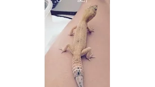Leopard Gecko Time Lapse Tail Regeneration