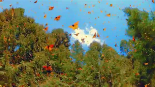 Real 4K HDR: Flight Of The Butterflies IMAX Clip in HDR