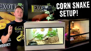 CORN SNAKE SETUP FOR BEGINNERS!