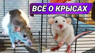 Домашние крысы. Всё о декоративных крысах, уход и содержание в домашних условиях