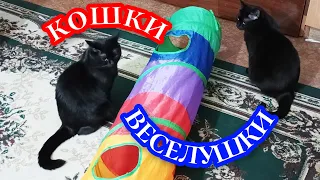 Кошки веселушки 😄