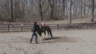 Restarting the Older Horse. Groundwork, Day 1 Part 1. How to Retrain a horse.
