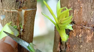 The Best Method Of Grafting Mango Trees With Bananas | Best Natural Hormones Homemade Banana