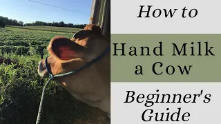 How to Milk a Cow for Beginners