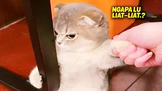 TAHAN TAWA.!🤣 6 Menit Video Kompilasi Kucing Lucu Banget Bikin Ngakak Sampe Perut Sakit Terbaru 2023