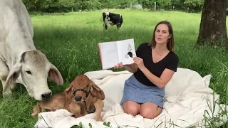 Bull Story Break - Ferdinand