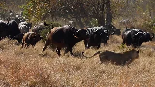 A morning with LIONS, BUFFALOES and LEOPARDS