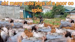 Many pigs compete to bathe and eat bran