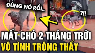 Tìm chó BỊ LẠC 2 THÁNG TRỜI, đến khi hết hy vọng chủ vô tình phát hiện Ở NHÀ NGƯỜI TA | Tin 3 Phút