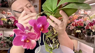 потрошение орхидеи для ленивого ухода 70-я орхидея для розыгрыша