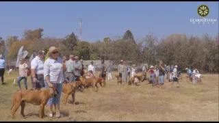 Rhodesian Ridgeback Parent Club 100 Years Anniversary Highlights