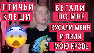 ПТИЧИЙ КУРИННЫЙ КЛЕЩ КРОВОСОС У ПОПУГАЕВ | КАК ЛЕЧИТЬ ПТИЦ И КАК ОТ НЕГО ИЗБАВИТЬСЯ