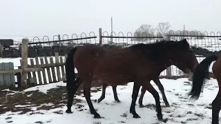 Табунное коневодство! Первый снег! Лошади.жеребец