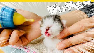 ミルク断固拒否の子猫がついに・・・【保護猫生活3日目】